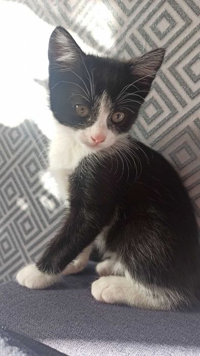 Кошенята віддам у надійні люблячі руки