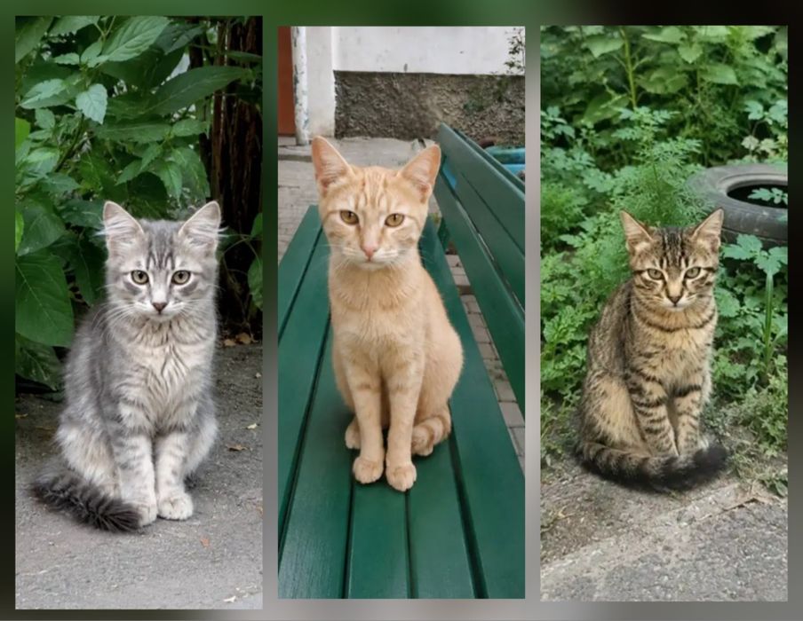 Отдам даром в добрые руки котят