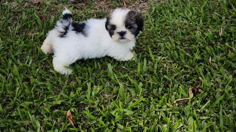 Shih-Stz  fêmea disponibel Entrego em todo o país e Suíça.