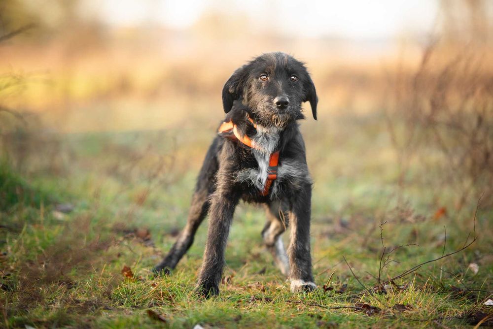 Coco - 6 miesięczna sunia SZCZENIAK szuka domu