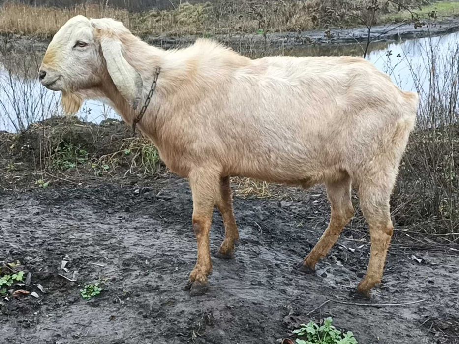 Рабочий англо-нубийский козел