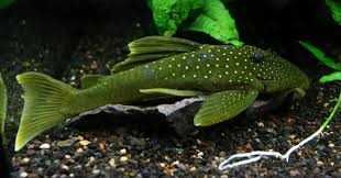 Zbrojnik L200 - Hemiancistrus subviridis DUŻE! ODŁÓW!