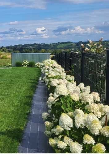 Sztobry hortensji bukietowej