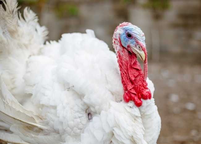 Sprzedam indyka mięsnego