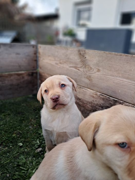 Labrador retriever