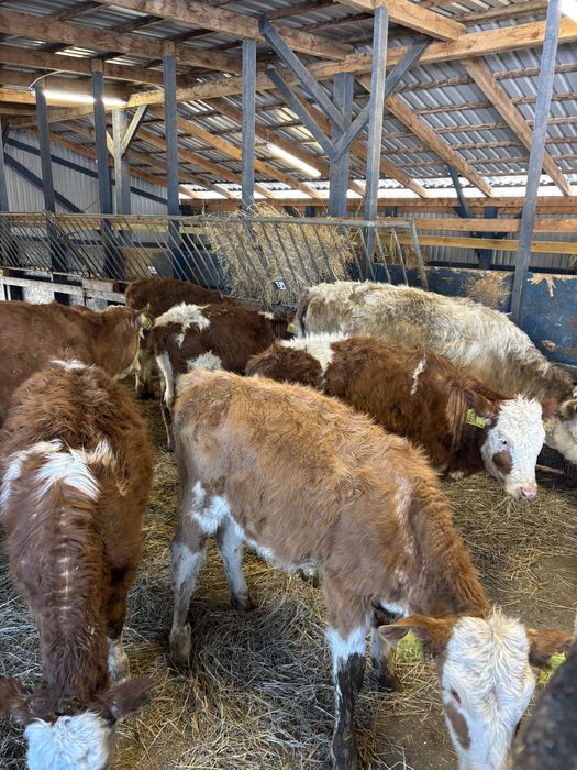 Sprzedam byki oraz jałówki