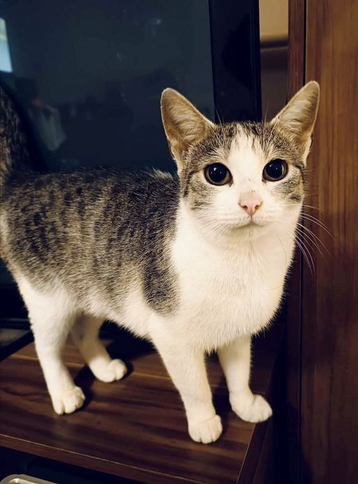 Florcia ..Kochane Cudo szuka domu :)