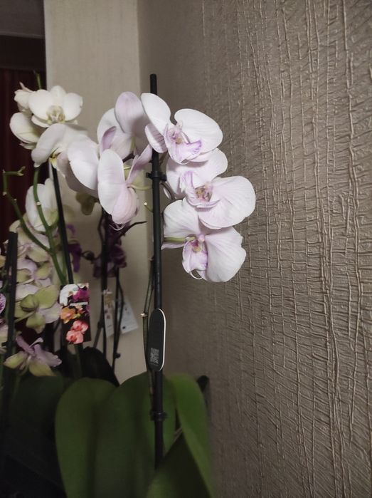 Орхидеи в подарок