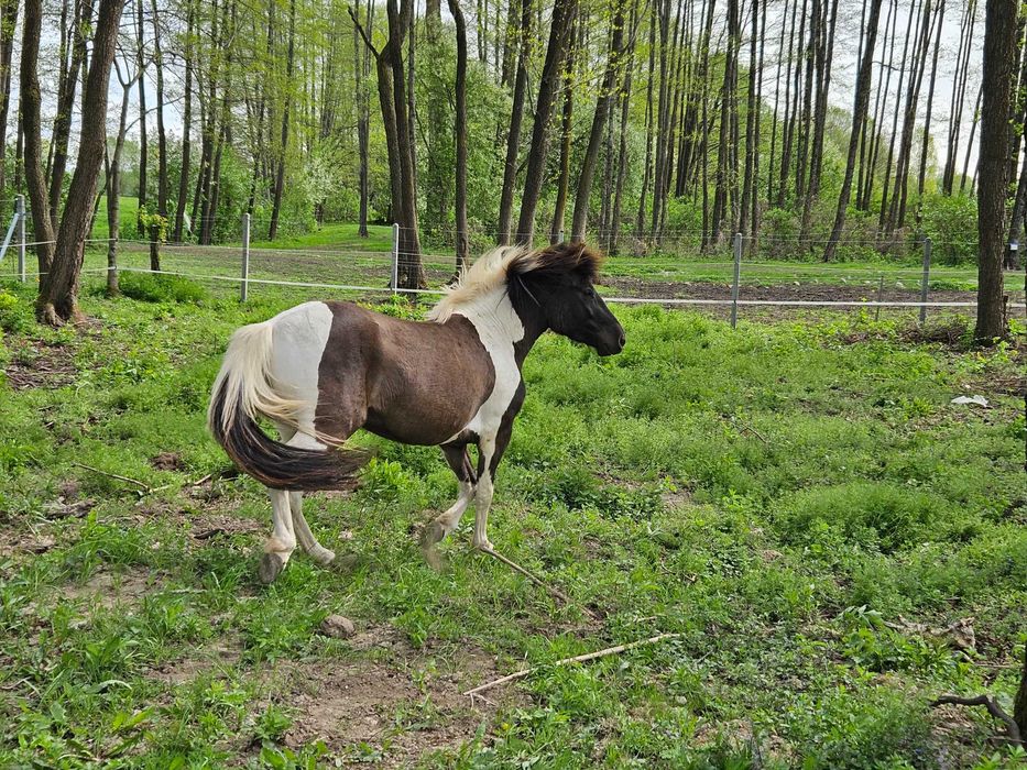 Urodziwy młody wałach huculski o złotym charakterze - OLSEN (HROBY)