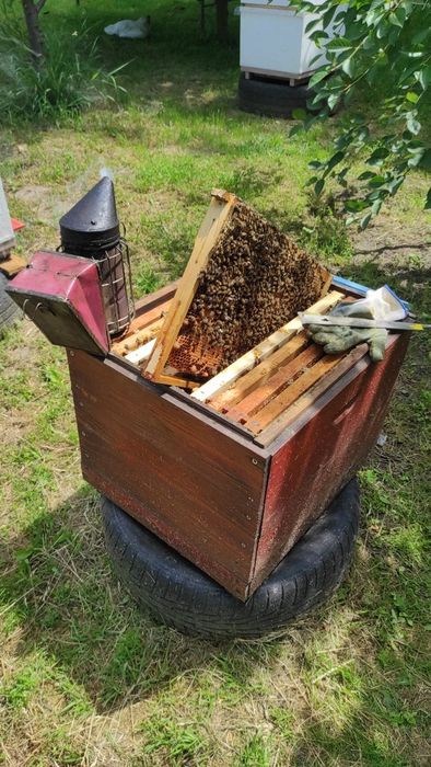 Продаються бджолосім'ї і бджолопакети!