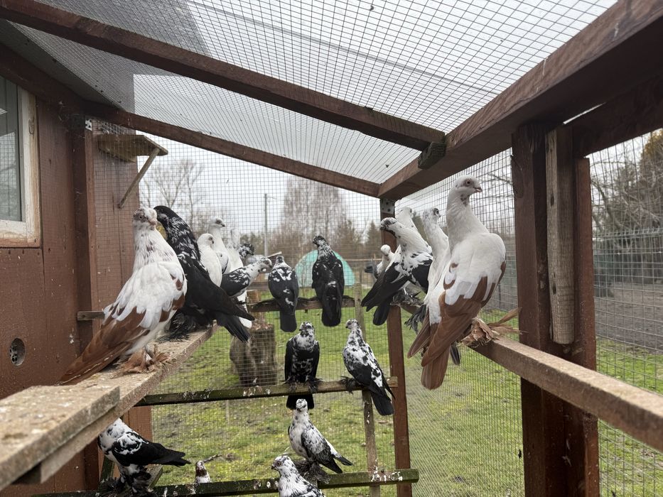 Golebie ozdobne winerki motyle wiedyny