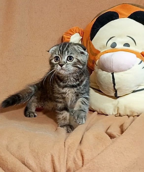 Котенок : Потешная игрунка .