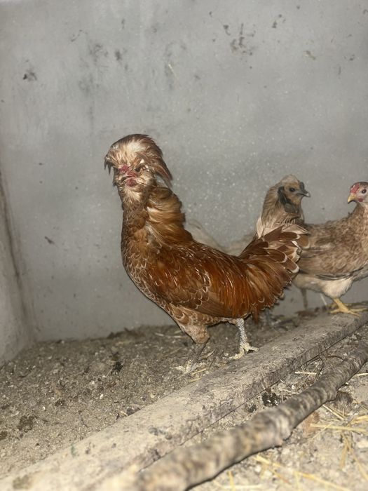 Garnizo macho padovano