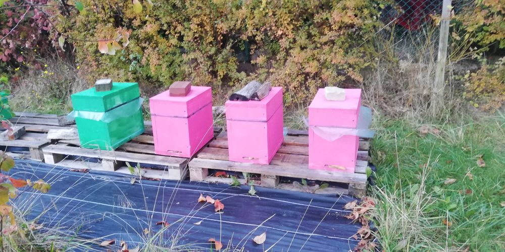 Odkłady pszczele na sezon 2026 - ramka wielkopolska