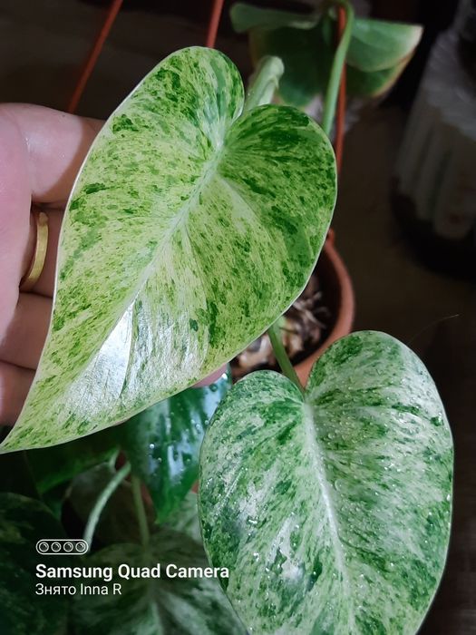 Philodendron Gigantelum var