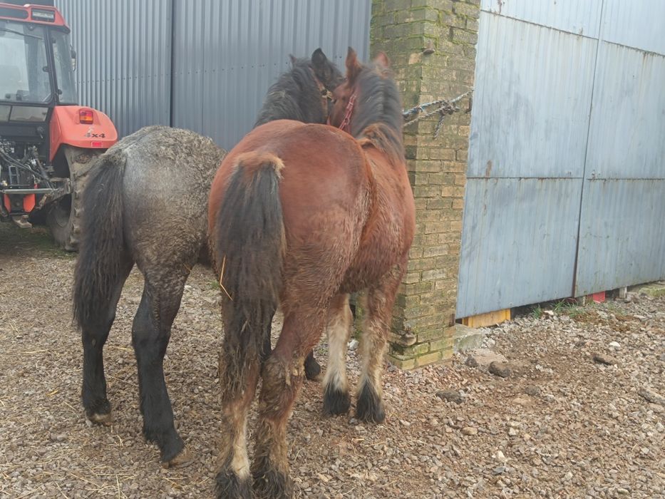 Ogierki gniady i siwy