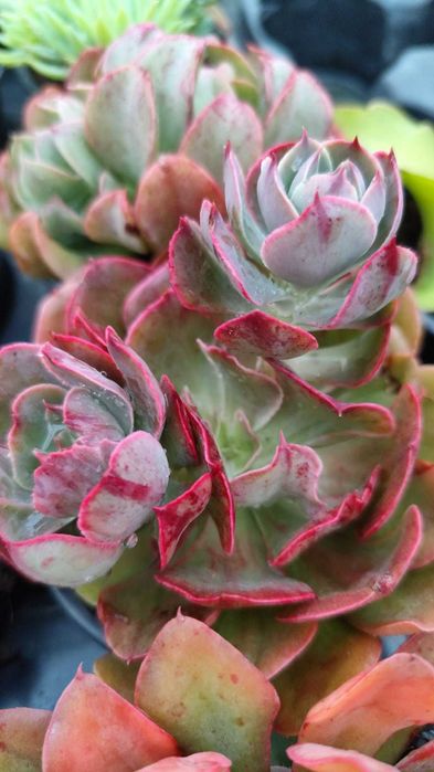 Suculentas com grande variedade