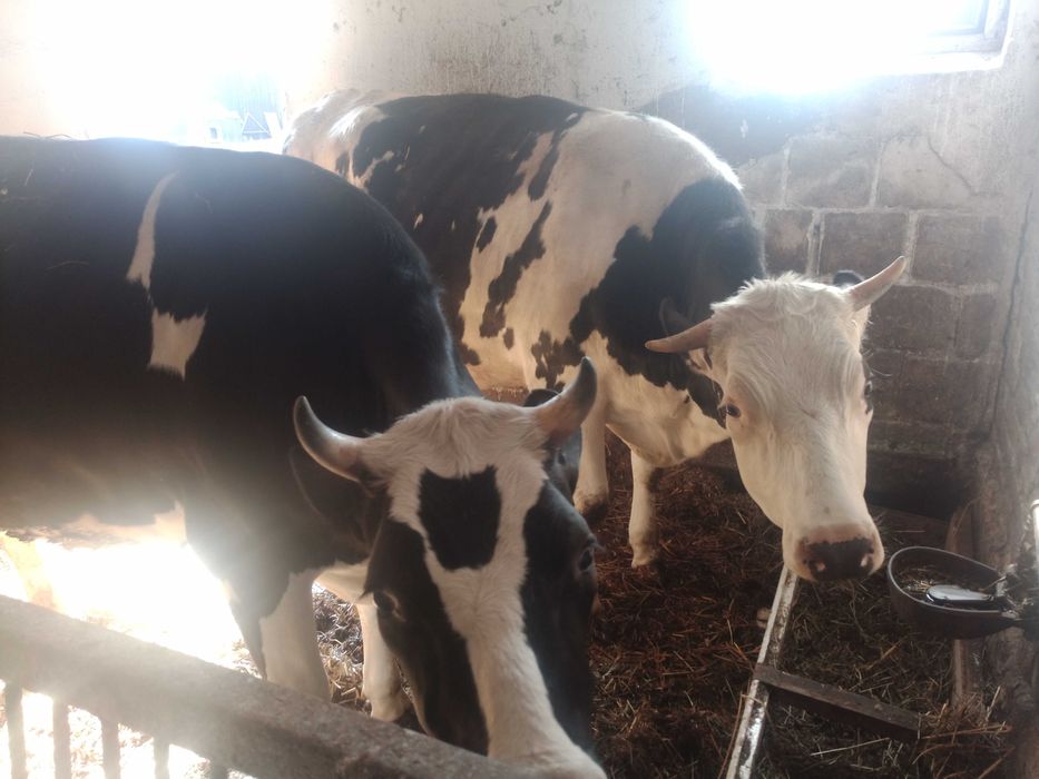 Jałówki wysokocielne mleczne HF