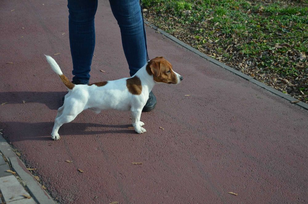 Джек Рассел Тер'єр. В'язка.