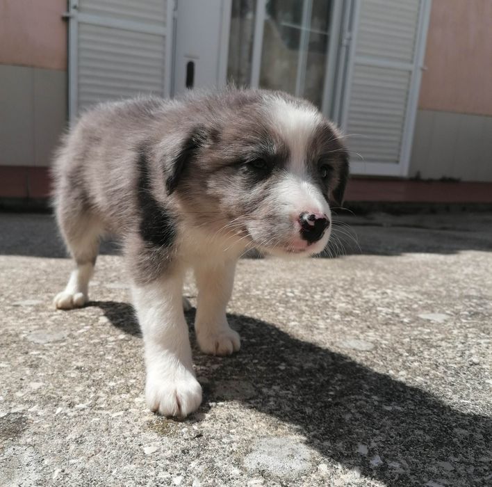 Fêmea Border Collie (rara) LOP/RI