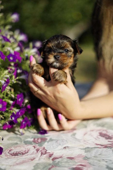 Лагідні цуценятки йориків