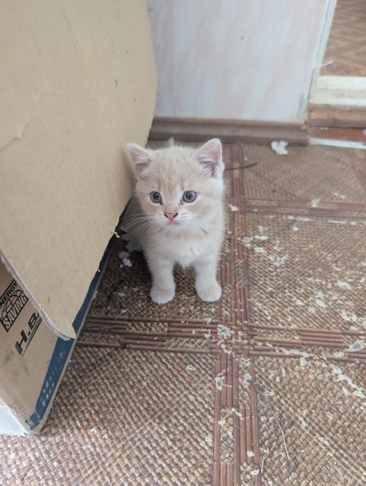 Кішка,киця ,кошеня,котик