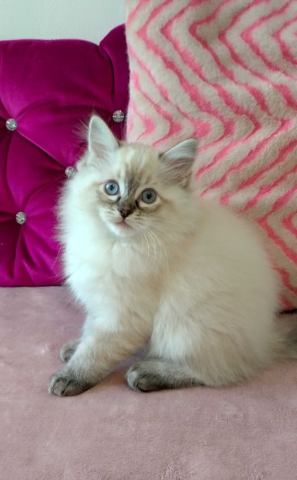 Kocurek Ragdoll rodowód FPL