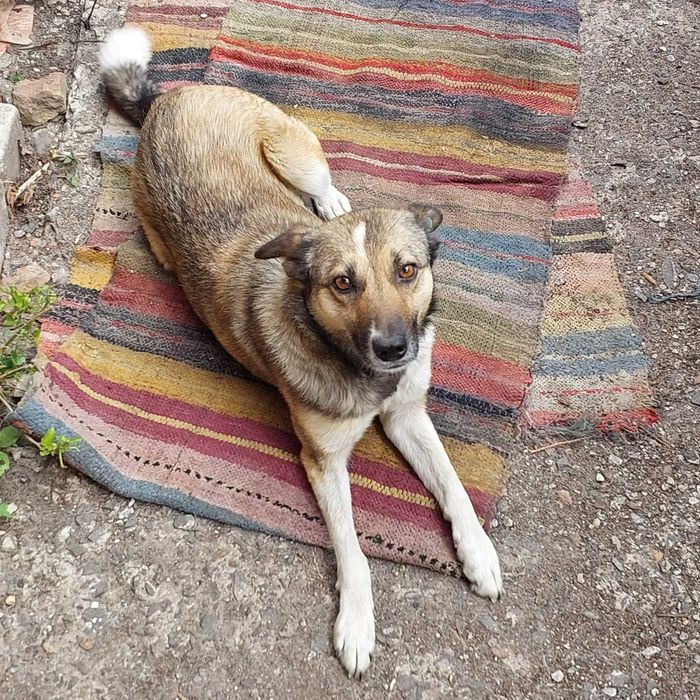 Собака Мая шукає нову родину