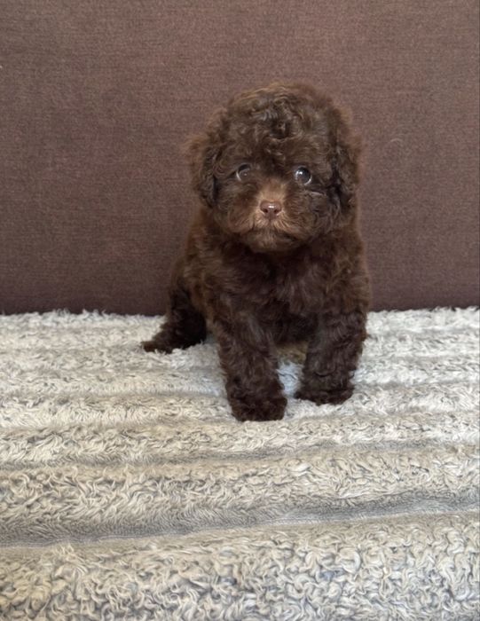 Той пудель девочка