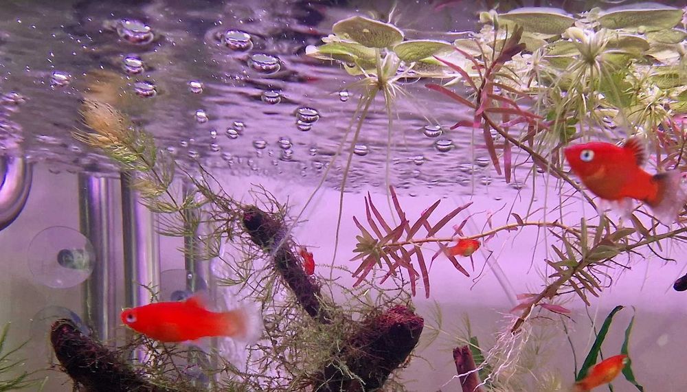 Platys Juvenis Selecionados – Sunset Mickey Mouse e Pintail