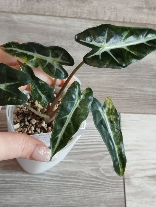 Alokazja Bambino Aurea