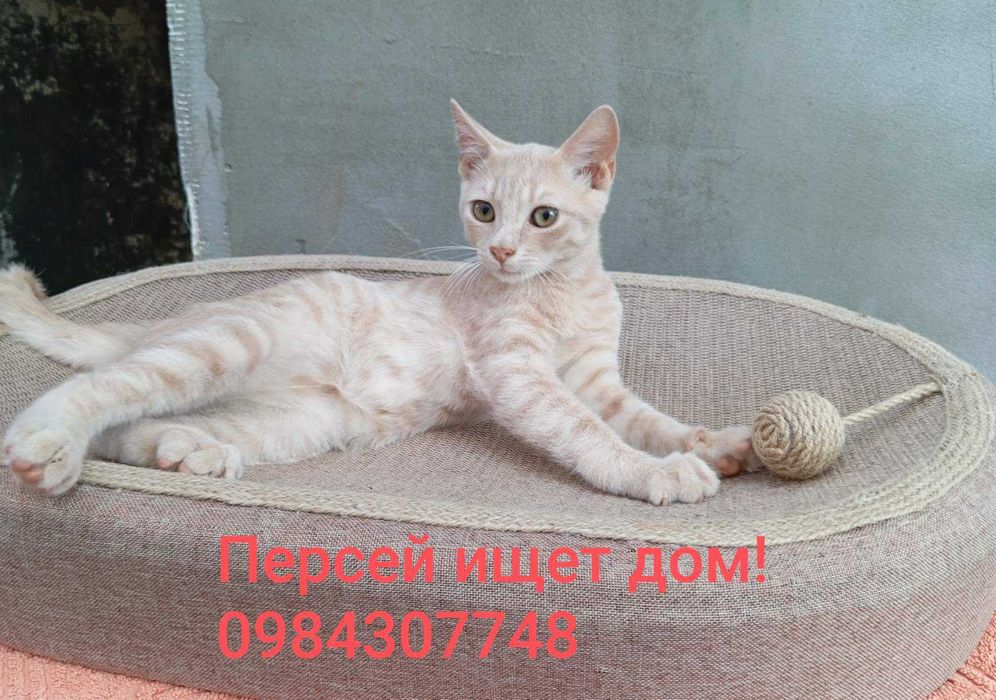 Ласковый ручной малыш Персей ищет дом!