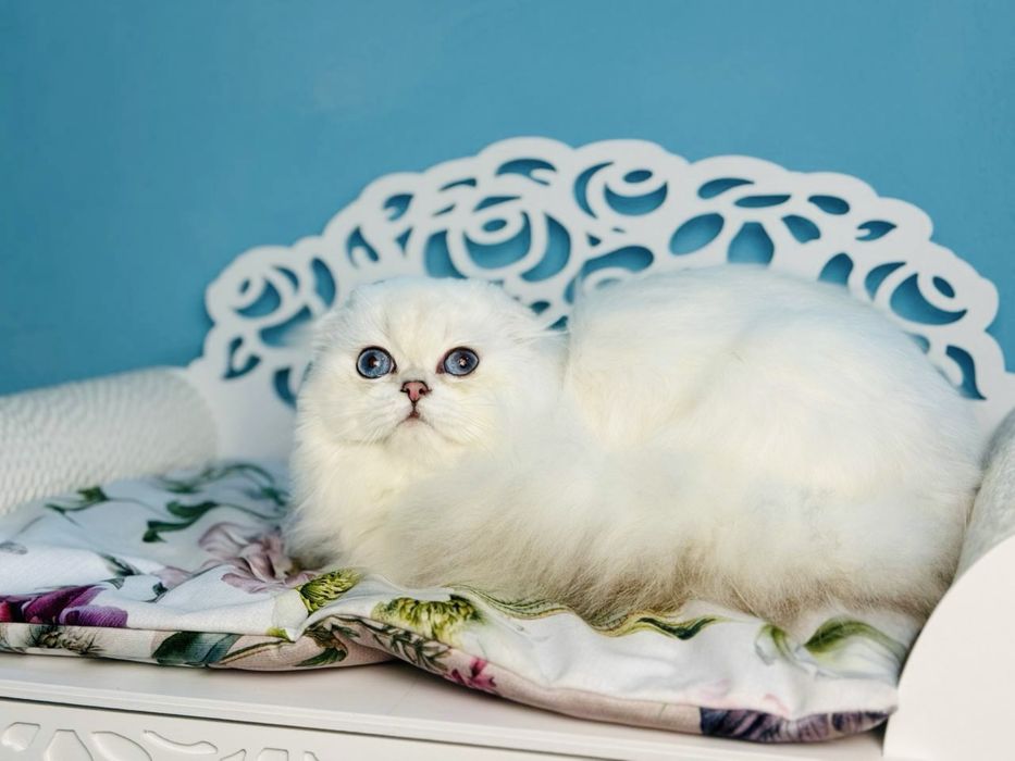 Висловухий шотландський котик