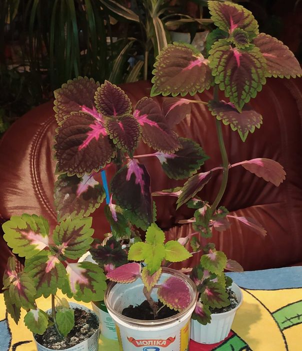 Цветок, цветы, клумба, Колеус, Колеус Блюма, отростки.