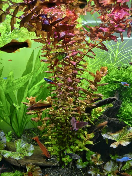 Roślina akwariowa Rotala Macrandra Wspaniała.