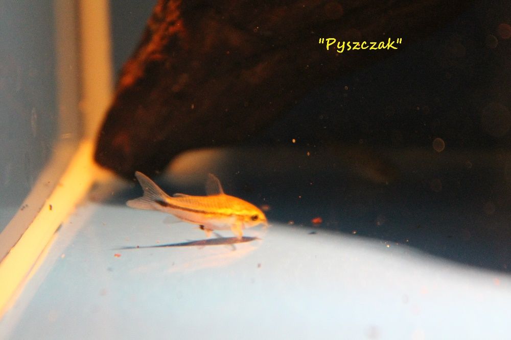 Kirys pigmej Corydoras pygmaeus
