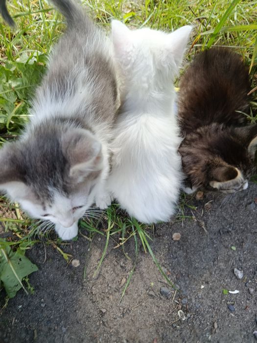 Віддам котиків в гарні руки БЕЗКОШТОВНО