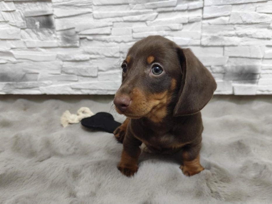 Jamnik Jamniczek miniaturka Czekoladowy