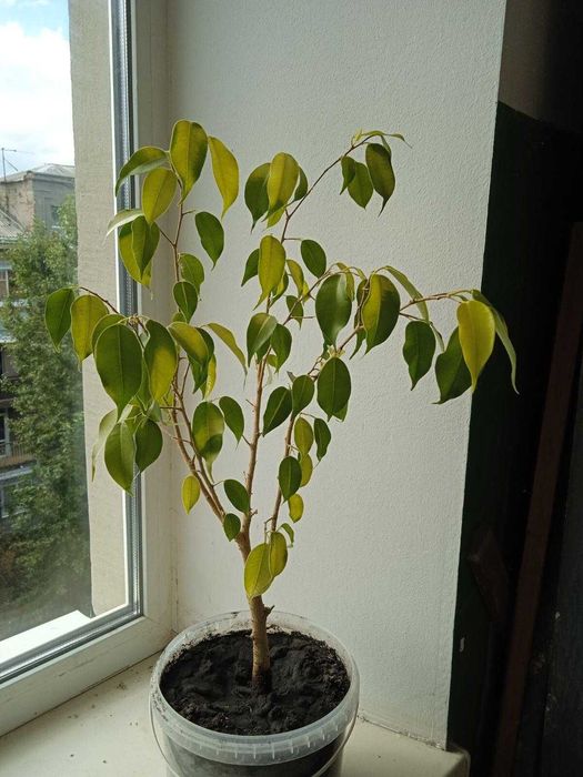 Продам фикус Бенджамина светлолистый