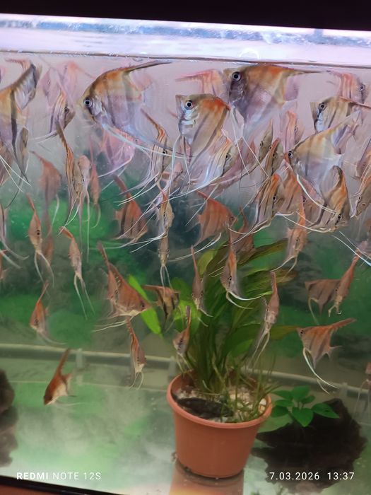 Młode skalary Manacapuru