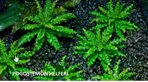 Plantas e musgo para aquário