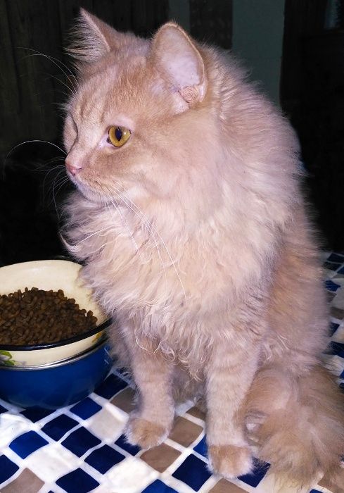 Котик СИМБА. Светло рыжий, пушистый, крупный.