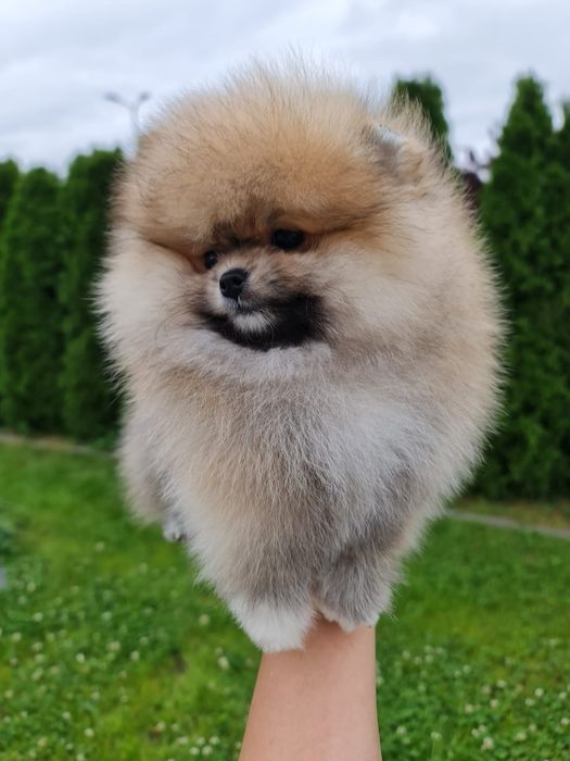 Szpic Miniaturowy