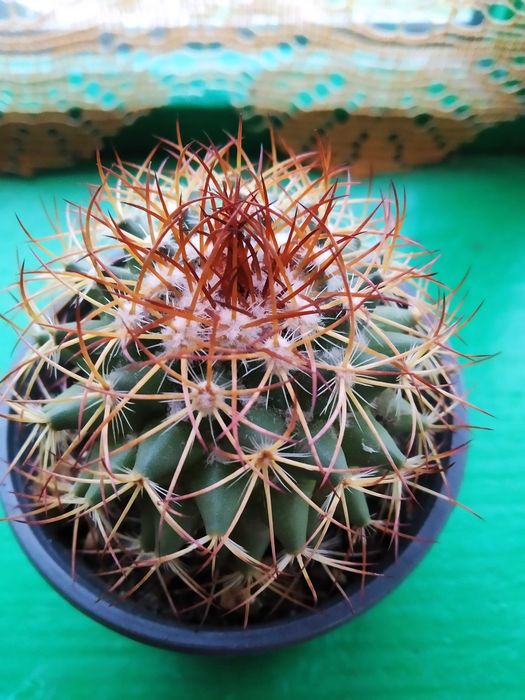 Кактус. Мамілярія роданта