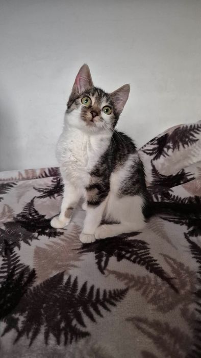 Cudowna kicia do adopcji