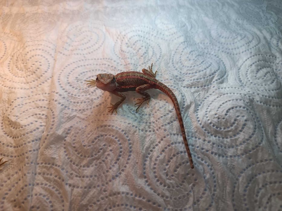 Agamy Brodate odmiana Stripe