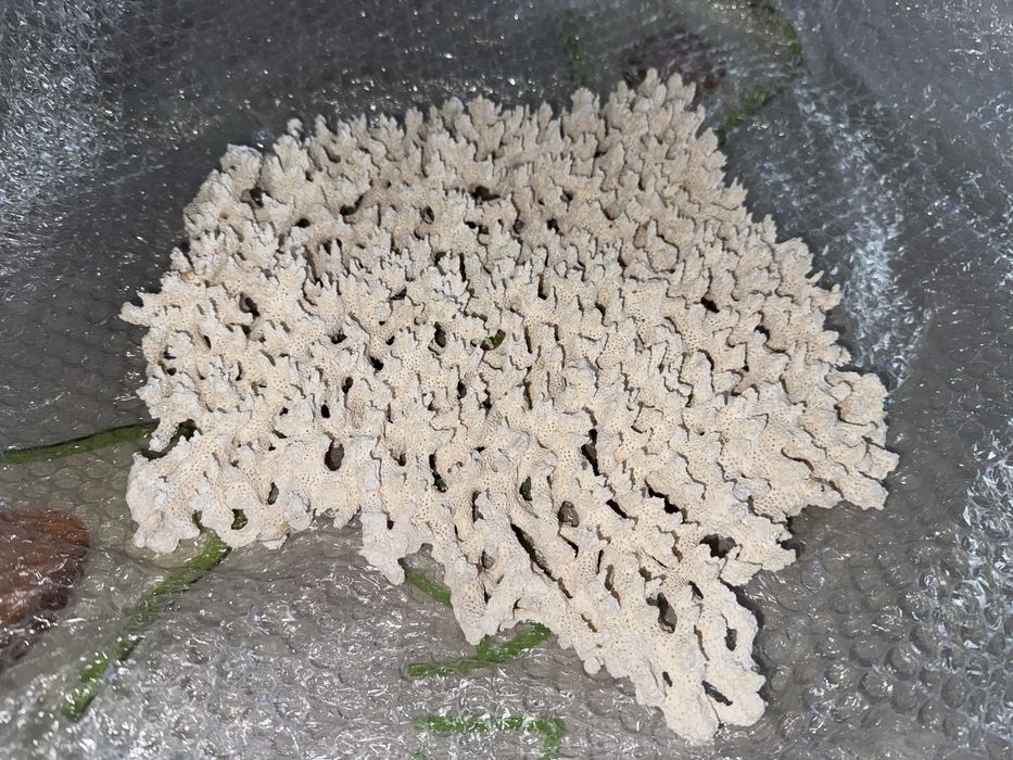 Коралловый камень для аквариума, 6,5 кг