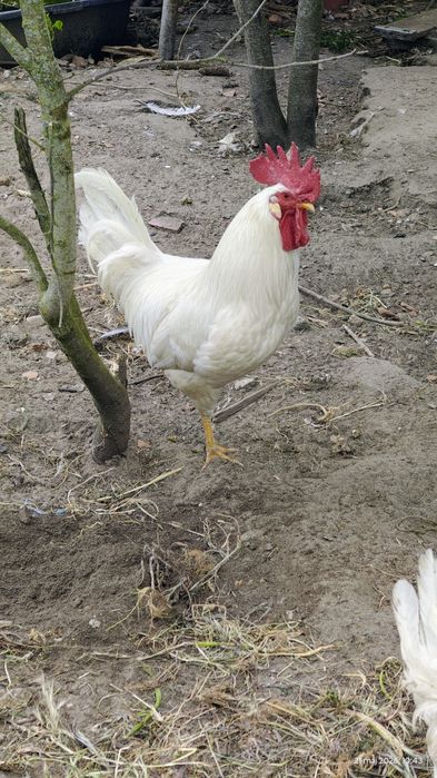 Kogut Leghorn roczny