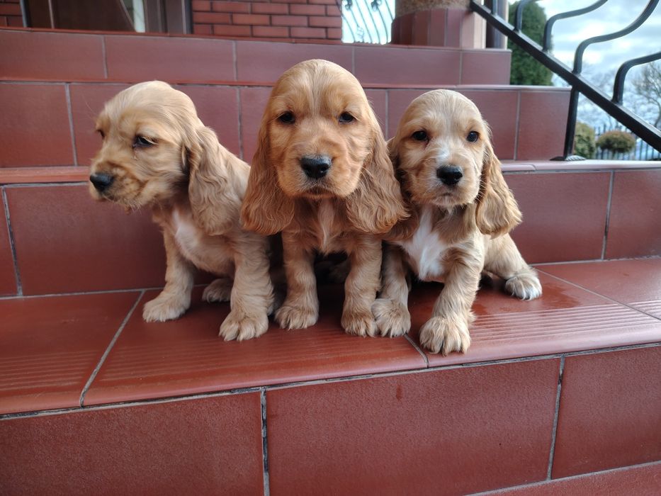 Cocker Spaniel piesek
