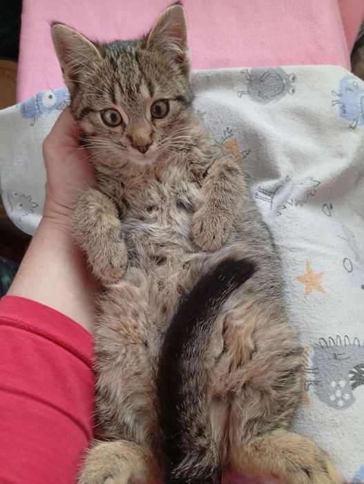 Кошеня-тигреня ДНІПРО